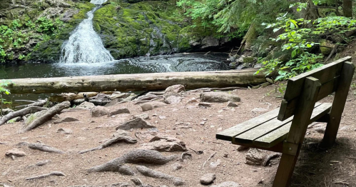 A wooden bench near a serene waterfall, surrounded by lush greenery and tree roots on the forest floor.