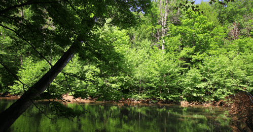 River lined with green trees along an Ohio river.