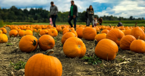 A pumpkin patch with numerous orange pumpkins and people walking in the background on a cloudy day.