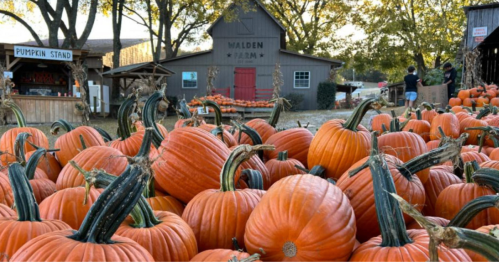 A vibrant pumpkin patch with numerous pumpkins in the foreground and a rustic barn in the background.