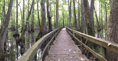 A wooden boardwalk stretches through a lush, green forest with water on either side, surrounded by tall trees.