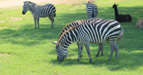 A group of zebras grazing on green grass, with a few other animals in the background under a sunny sky.