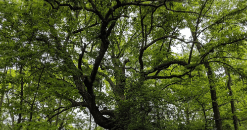 A lush green tree with sprawling branches and dense foliage in a forest setting.