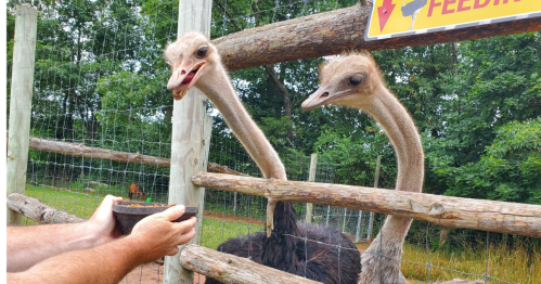 Two ostriches curiously approach a person holding a bowl of food at a fenced feeding area.