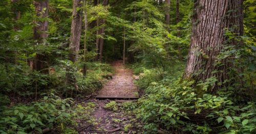 A serene forest path leads through lush greenery, flanked by tall trees and a wooden bridge.