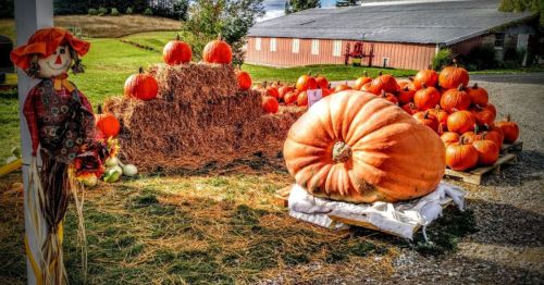 A pumpkin patch featuring a large pumpkin, hay bales, and a scarecrow, with a barn in the background.