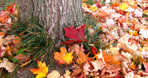 A tree trunk surrounded by colorful autumn leaves in shades of red, orange, and yellow on the ground.
