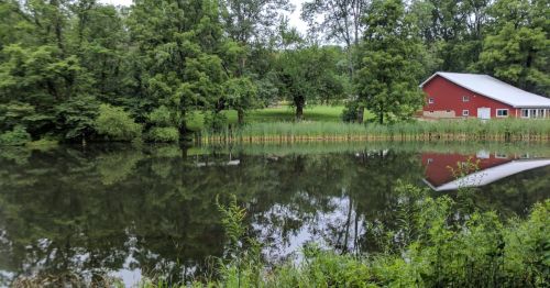 A serene pond reflects trees and a red barn, surrounded by lush greenery and tall grasses.