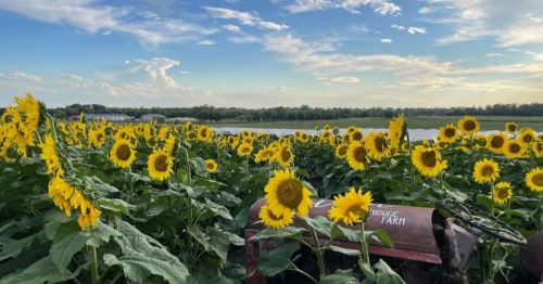 A field of vibrant sunflowers in front of a tranquil lake under a blue sky with scattered clouds.