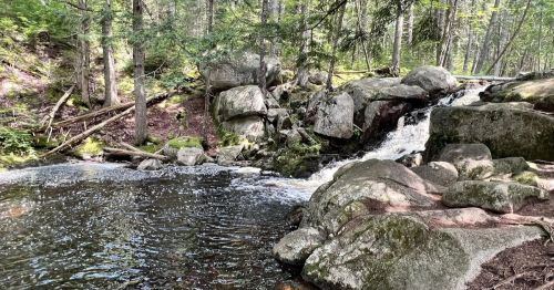 A serene forest scene featuring a small waterfall cascading over rocks into a calm stream surrounded by greenery.