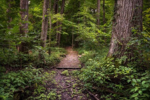 A serene forest path leads through lush greenery, flanked by tall trees and a wooden bridge over soft earth.