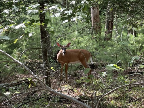A deer stands among trees and greenery in a forest, partially obscured by branches.