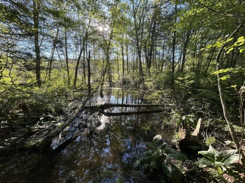 A serene forest scene with a calm, reflective pond surrounded by lush greenery and sunlight filtering through the trees.