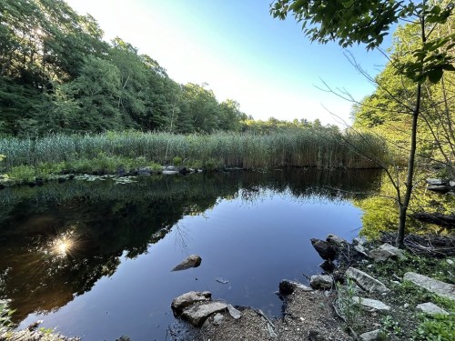 A serene pond surrounded by lush greenery and tall reeds, reflecting the clear blue sky and sunlight.