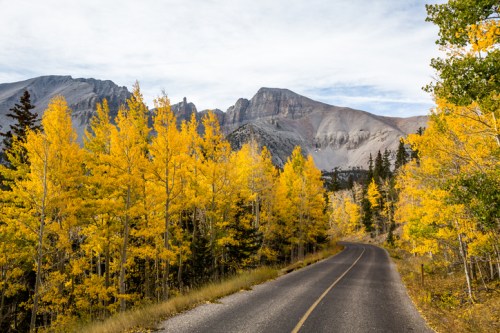 A winding road surrounded by vibrant yellow aspen trees and majestic mountains under a cloudy sky.