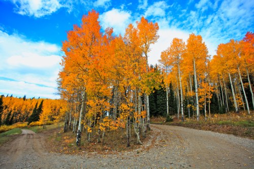 A scenic view of vibrant orange aspen trees along a winding dirt road under a blue sky with scattered clouds.