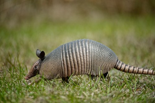A side view of an armadillo walking on green grass, showcasing its distinctive armored shell and long tail.