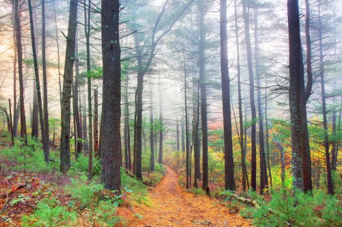 A misty forest path surrounded by tall trees and colorful foliage, creating a serene and tranquil atmosphere.
