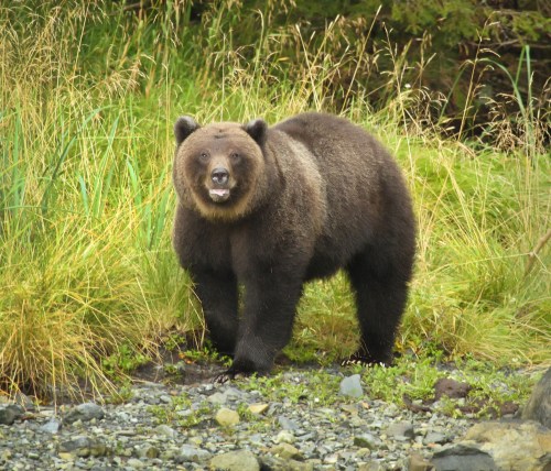 A brown bear stands on a rocky area surrounded by tall grass and greenery, looking towards the camera.