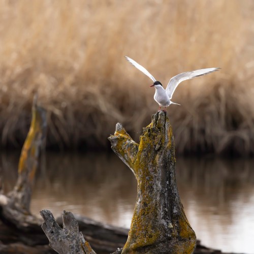 A bird with outstretched wings perched on a moss-covered stump near a calm water body, surrounded by tall grass.