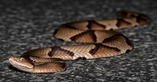 A brown and tan snake with dark patterns slithering on a textured surface.