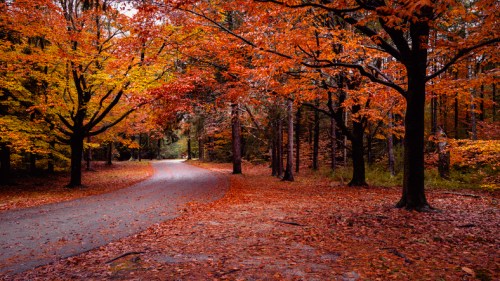 A winding path through a forest with vibrant autumn leaves in shades of orange and yellow.