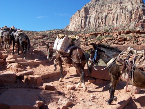 Horses with saddlebags navigate rocky terrain under a clear blue sky, with cliffs in the background.