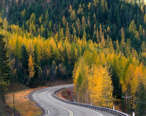 A winding road through a forest of vibrant autumn trees in shades of yellow and green.