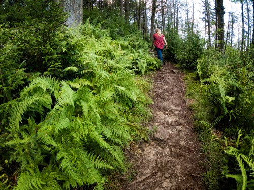 A person walks along a narrow, rocky path surrounded by lush green ferns and trees in a forested area.