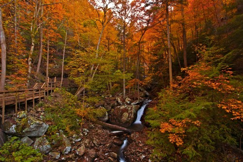 A serene forest scene with vibrant autumn foliage, a gentle stream, and a wooden walkway winding through the trees.