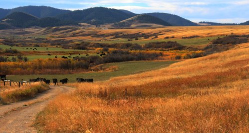 A scenic landscape featuring rolling hills, golden grass, and grazing cattle under a blue sky with scattered clouds.