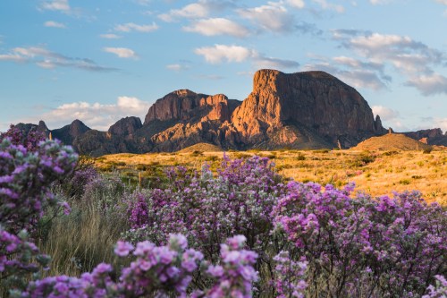 A vibrant landscape featuring purple flowers in the foreground and a dramatic mountain range under a blue sky.