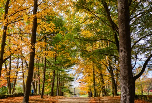 A scenic path through a forest with vibrant autumn leaves in shades of yellow and orange.