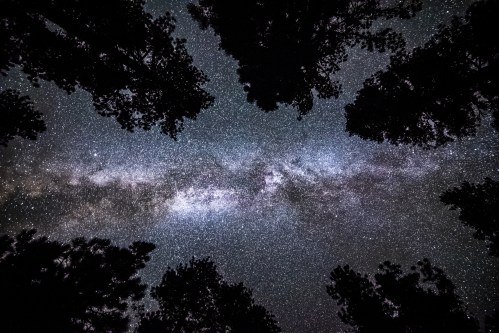 A starry night sky filled with the Milky Way, framed by silhouettes of tall trees.