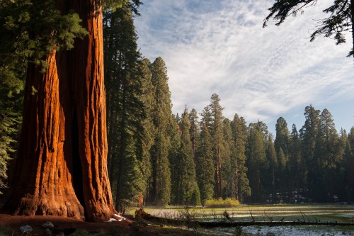 A towering sequoia tree stands beside a serene lake, surrounded by lush green forest and a clear blue sky.