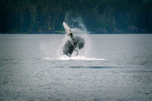 A whale breaches the surface of a calm ocean, creating a splash against a backdrop of trees and distant land.