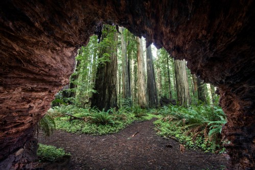 View of a lush redwood forest through a natural archway, with tall trees and green ferns surrounding a dirt path.