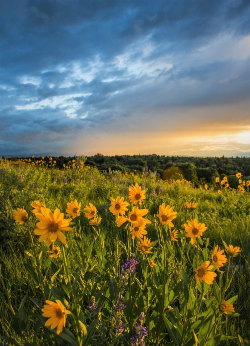 A field of yellow wildflowers under a dramatic sky at sunset, with lush greenery in the background.
