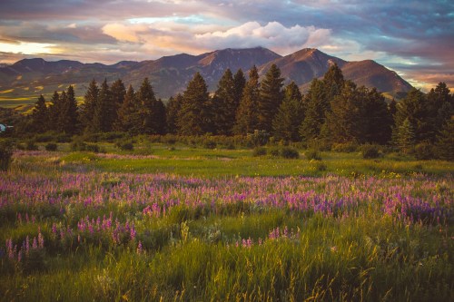 A vibrant field of purple flowers in front of tall green trees and majestic mountains under a colorful sunset sky.