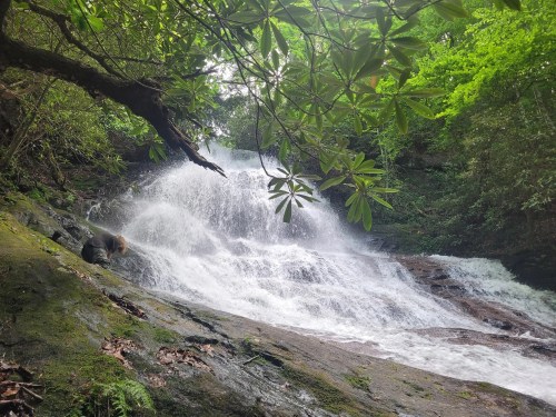 A serene waterfall cascades over rocks, surrounded by lush green foliage and trees in a tranquil forest setting.