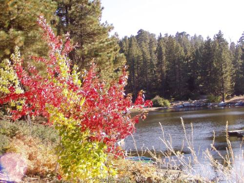 A vibrant red and yellow bush in the foreground, with a serene lake and pine trees in the background.