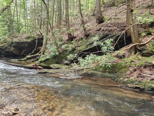 A serene stream flows through a lush forest, with moss-covered rocks and trees lining the banks.