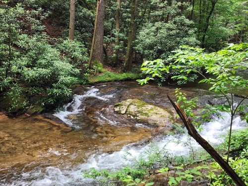 A serene forest scene featuring a flowing stream, rocky outcrops, and lush green foliage.