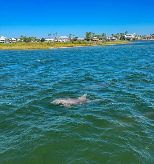 A dolphin swims in calm blue waters near a coastal area with houses and greenery in the background.