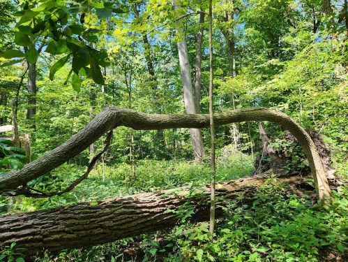 A curved tree branch arches over a fallen log in a lush green forest filled with sunlight.