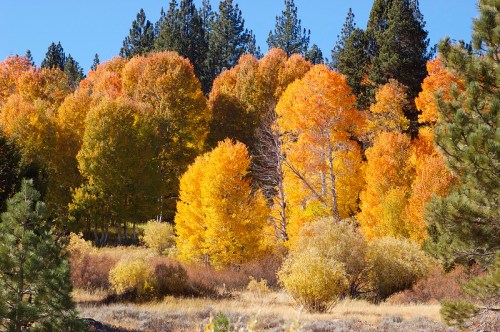 Vibrant autumn trees in shades of orange and yellow, surrounded by green pines and a clear blue sky.