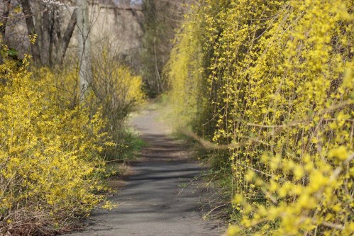 A narrow path lined with vibrant yellow flowers on either side, surrounded by greenery and trees.
