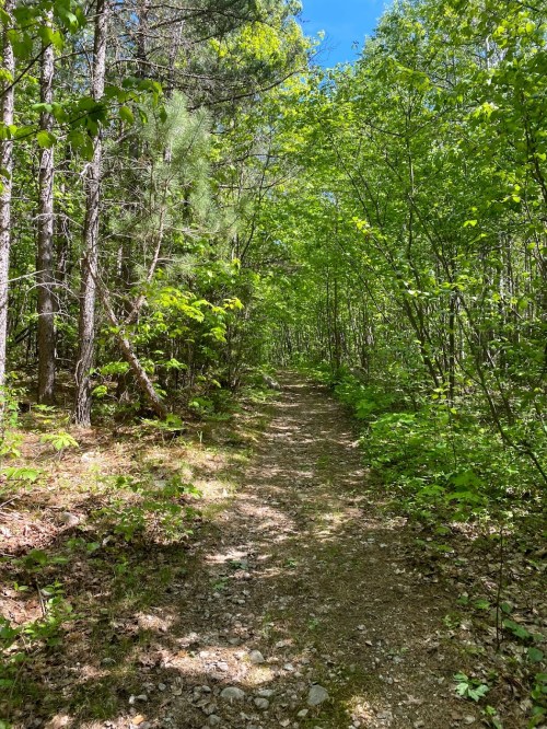 A narrow dirt path winds through a lush green forest with tall trees and bright blue sky visible above.