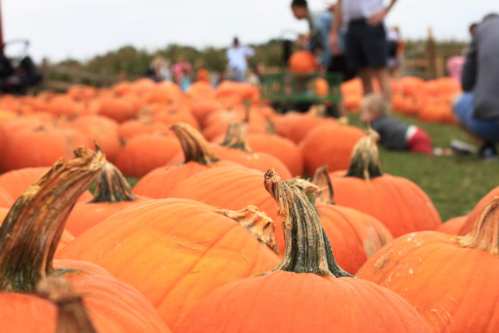 A field filled with bright orange pumpkins, with people in the background enjoying the harvest season.