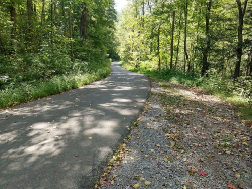 A winding road through a lush green forest, with sunlight filtering through the trees and scattered leaves on the ground.